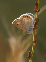 okgzl Mavi (Polyommatus icarus)