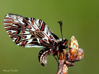 Gney Fistosu (Zerynthia polyxena)