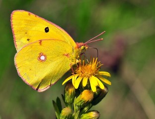 Sar Azamet (Colias croceus)