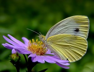 Byk Beyazmelek  (Pieris brassicae)
