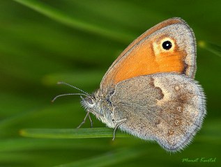 Kk Zpzp Perisi (Coenonympha pamphilus)