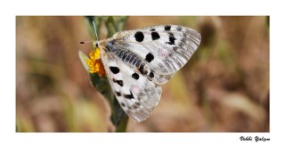 Apollo (Parnassius apollo)
