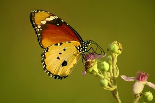 Sultan (Danaus chrysippus)