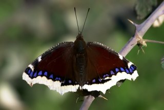 Sar Bandl Kadife (Inachis antiopa)