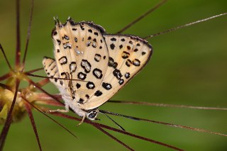 Akdeniz eytanc (Cigaritis cilissa)