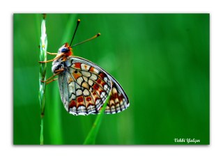 Niyobe (Fabriciana niobe)