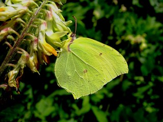 Anadolu Orakkanad (Gonepteryx farinosa)