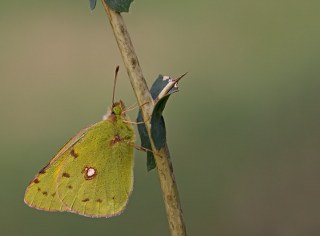 Sar Azamet (Colias croceus)