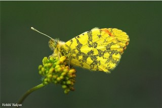 Ssl Damone (Anthocharis damone)