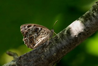 Aa Esmeri (Kirinia roxelana)