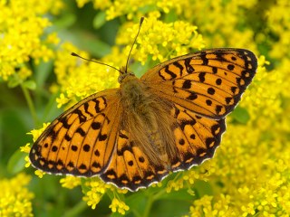 Byk nci (Fabriciana adippe)