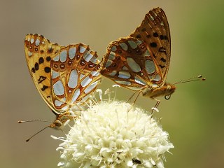 spanyol Kraliesi (Issoria lathonia)