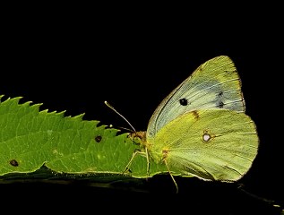 Sar Azamet (Colias croceus)