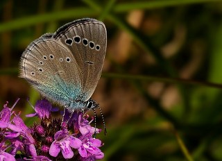 Karagz Mavisi (Glaucopsyche alexis)