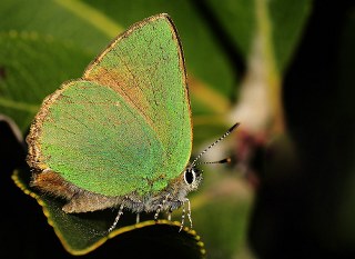 Zmrt (Callophrys rubi)