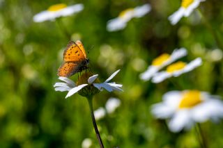 Osmanl� Ate�i&nbsp;(Lycaena&nbsp;ottomanus)   �brahim Kavu�