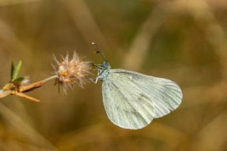 Narin Orman Beyaz�&nbsp;(Leptidea&nbsp;sinapis)   �rfan Demirel