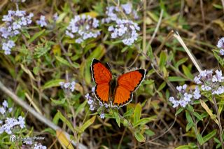 Da� Ate�i&nbsp;(Lycaena&nbsp;thetis)   Muhammed Polater