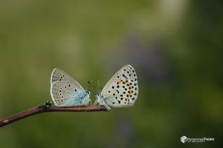 okgzl Gzel Mavi (Polyommatus bellis)   Muhammed Polater