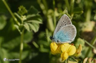 okgzl Rus Mavisi (Polyommatus coelestina)   Muhammed Polater