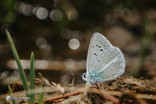 �okg�zl� Hayal Mavisi&nbsp;(Polyommatus&nbsp;pierceae)   Muhammed Polater