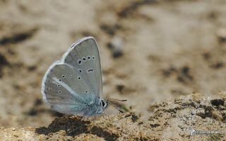 okgzl Trk Mavisi (Polyommatus turcicus)   Muhammed Polater