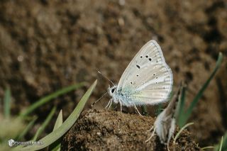 �okg�zl� A�r� Mavisi&nbsp;(Polyommatus&nbsp;vanensis)   Muhammed Polater