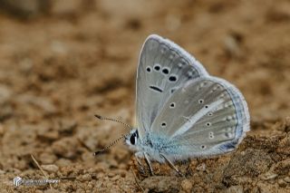 �okg�zl� Damokles Mavisi&nbsp;(Polyommatus&nbsp;damocles)   Muhammed Polater