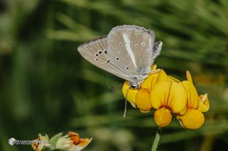 �okg�zl� Demavend Esmeri&nbsp;(Polyommatus&nbsp;demavendi)   Muhammed Polater