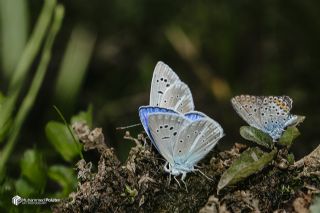 �okg�zl� Karabet Mavisi&nbsp;(Polyommatus&nbsp;haigi)   Muhammed Polater