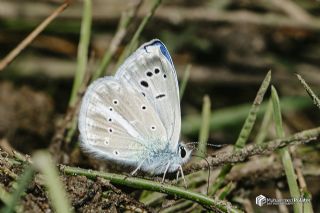 okgzl Karabet Mavisi (Polyommatus haigi)   Muhammed Polater