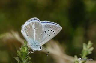 �okg�zl� Damokles Mavisi&nbsp;(Polyommatus&nbsp;damocles)   Muhammed Polater