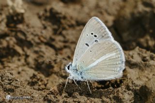 �okg�zl� Van Mavisi&nbsp;(Polyommatus&nbsp;turcicola)   Muhammed Polater