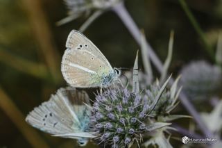 �okg�zl� Van Mavisi&nbsp;(Polyommatus&nbsp;turcicola)   Muhammed Polater