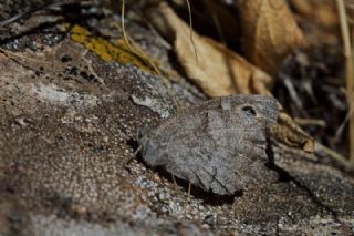 Aa Karamelei (Hipparchia statilinus)   Mnir Engr