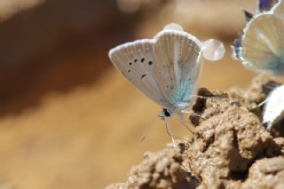 Sigbert'in okgzls (Polyommatus sigberti)   Mnir Engr
