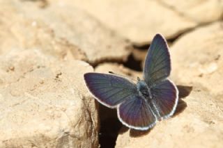 Minik Kupid (Cupido minimus)   Mnir Engr