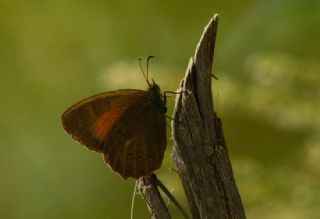 Kaya Esmeri&nbsp;(Kirinia&nbsp;clymene)   �eref S�nnetci