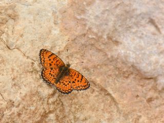 Trkistan parhan (Melitaea arduinna)   Nihat Kaymaz