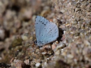 Kutsal Mavi&nbsp;(Celastrina&nbsp;argiolus)   Muzaffer Mutlu
