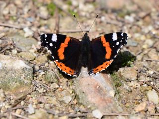 Atalanta&nbsp;(Vanessa&nbsp;atalanta)   Muzaffer Mutlu