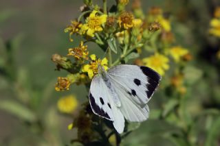Byk Beyazmelek  (Pieris brassicae)   Mehmet elik