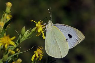 Byk Beyazmelek  (Pieris brassicae)   Mehmet elik