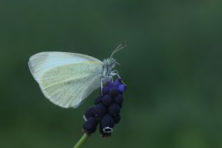 K���k Beyazmelek&nbsp;(Pieris&nbsp;rapae)   Mehmet �elik
