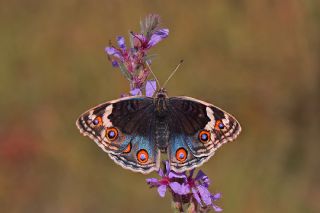 Dicle Gzeli (Junonia orithya)   Mehmet elik