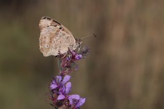 Dicle Gzeli (Junonia orithya)   Mehmet elik