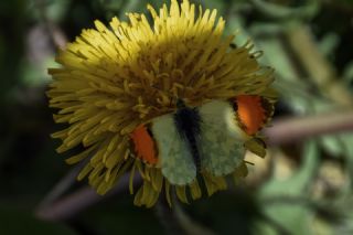 S�sl� Damone&nbsp;(Anthocharis&nbsp;damone)   Yavuz Ero�lu