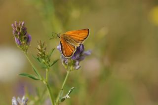Siyah Antenli Zpzp (Thymelicus lineolus)   Yavuz Erolu