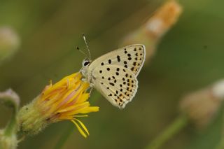 sli Bakr Gzeli (Lycaena tityrus)   Yavuz Erolu