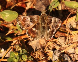 �ark Z�pz�p�&nbsp;(Carcharodus&nbsp;orientalis)   S�leyman Cebecio�lu